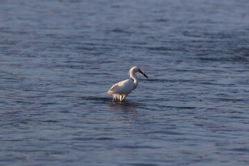 Little Egret standing wading in the water