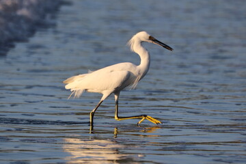 Snowy Egret Hunting for Fish in Shallow Water
