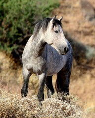 Wild Horse in the Desert