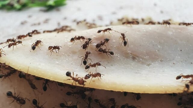 Group of ants exploring a food item placed on an outdoor pavement surface