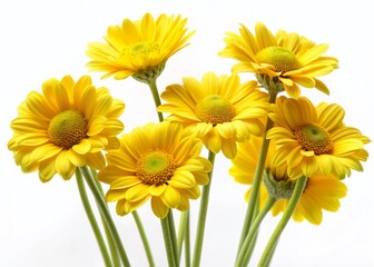 Fototapeta premium Vibrant Yellow Daisies on White Background - Spring Floral Photography