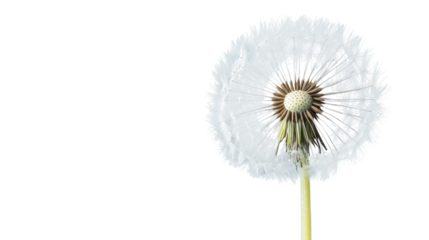 Dandelion seed head showing its delicate seeds with transparent background