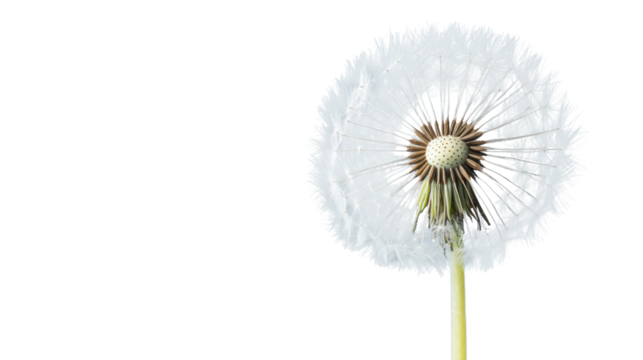 Dandelion seed head showing its delicate seeds with transparent background