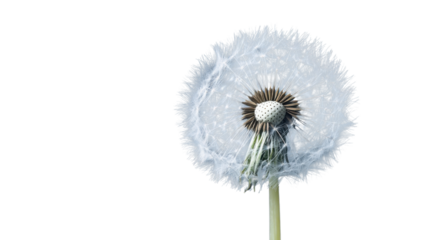 Dandelion seedhead with transparent background showing its delicate structure