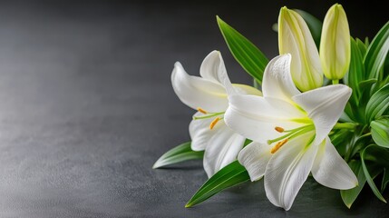 Obraz premium Elegant White Lilies on Dark Background for Floral Composition