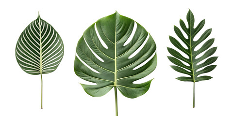 Fototapeta premium Collection of Plant Leaves on White Background for Organic Vibes, PNG Transparent