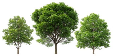 Set of Lush Green Tree Top Views on White for Scenic Nature Decor, PNG Transparent