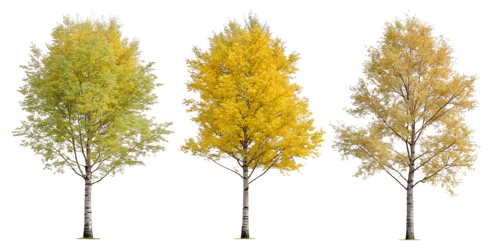 Real Yellow Birch Tree on White Background for Autumn and Natural Appeal, PNG Transparent