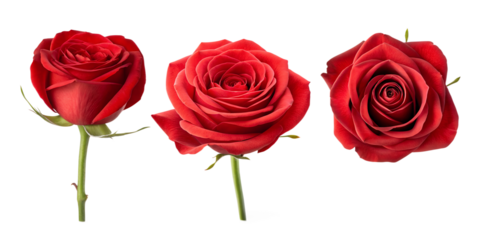 Red Rose Bloom on White Background for Garden and Floral Inspirations, PNG Transparent