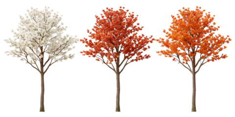 White and Red Orange Flower Tree with Vibrant Flowers for Tropical Aesthetic, PNG Transparent