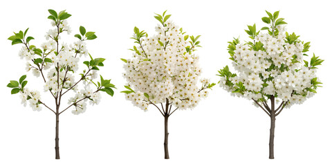 Obraz premium White Flower Tree with Leaves and Flowers for Serene Garden Theme, PNG Transparent