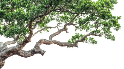 Fototapeta premium Lush green tree branch against white background, nature backdrop