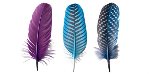 Two Colorful Feathers, Purple and Green, for Elegant Nature-Inspired Styling, PNG Transparent