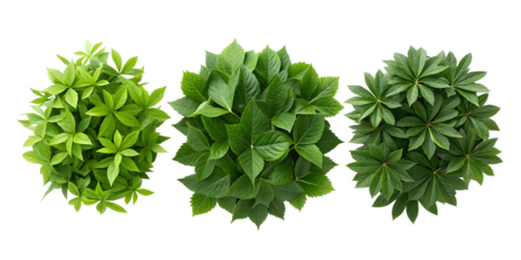 Top View of Lush Green Foliage for Vibrant Nature-Inspired Interior and Garden Styling, PNG Transparent