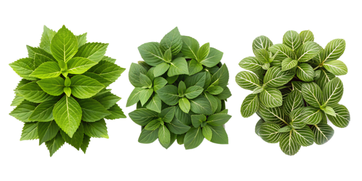 Lush Green Foliage Plant Top View for Fresh Botanical and Organic Home Styling, PNG Transparent - Powered by Adobe