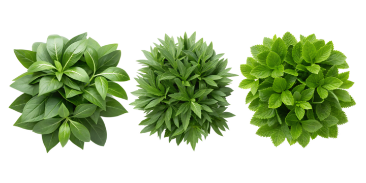 Lush Green Foliage Top View for Fresh Botanical Design and Organic Home Decor, PNG Transparent - Powered by Adobe