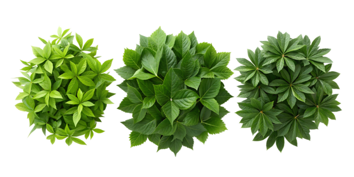 Top View of Lush Green Foliage for Vibrant Nature-Inspired Interior and Garden Styling, PNG Transparent