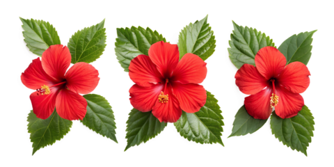 Red Hibiscus Flower with Green Leaves for Vibrant Floral Displays and Botanical Decor, PNG Transparent