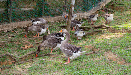 Geese, in their natural habitat, exhibit a harmonious unity.  Their collective presence evokes a...