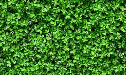 Obraz premium Lush green foliage covering the ground in a vibrant garden setting, showcasing nature's beauty