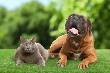 Cute dog and grey cat on green grass outdoors