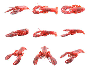 Tasty boiled lobster isolated on white, set