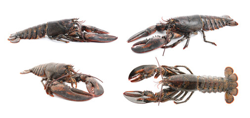 Fresh raw lobster isolated on white, set