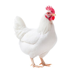 A beautiful white chicken standing gracefully on a white background. transparent background