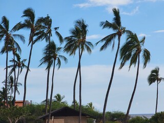 Palm trees swaying in the breeze