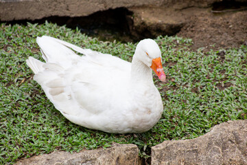 white goose in the grass