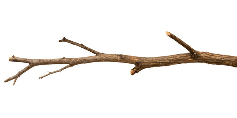 Fototapeta premium Tree Branch Dry, Two Different Styles on White Background, PNG Transparent