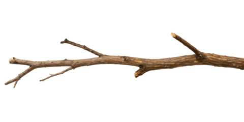 Tree Branch Dry, Two Different Styles on White Background, PNG Transparent