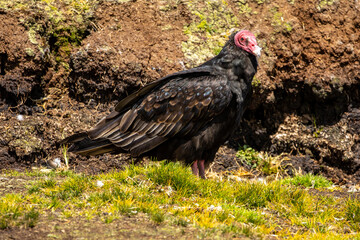 A turkey vulture (Cathartes aura). On the ground - Falkland Islands.