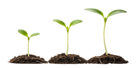 Three Different Style Sprouts in the Ground on White Background, PNG Transparent