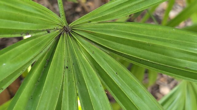 Close-up of a green Lady Palm (Rhapis excelsa) tree leaf on a plant in a tropical garden