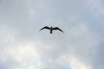 冬の大空を舞うゆりかもめ　神戸港メリケンパーク上空