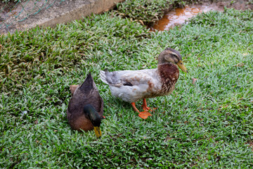 Two ducks, serenely positioned amidst verdant grass, bask in the tranquil ambiance.  A gentle scene of nature's artistry. 
