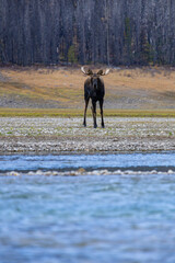 A Canadian goat in the nature around the Banff National Park