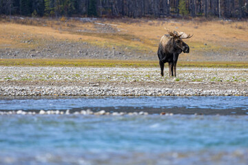 A Canadian goat in the nature around the Banff National Park