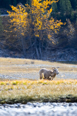 A Canadian goat in the nature around the Banff National Park