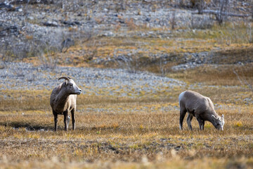 A Canadian goat in the nature around the Banff National Park