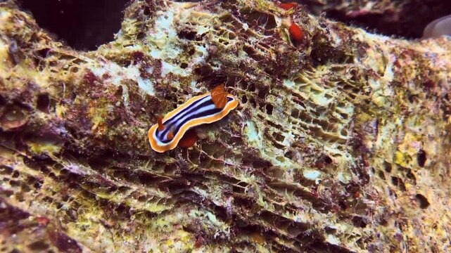 nudibranch chromodoris magnifica in the coral reef