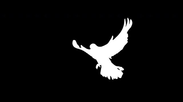 White bird flying slow motion on black background. Black and white for composite and presentation. Alpha matte isolated.