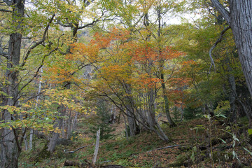 北海道旭川の層雲峡温泉の源泉地である紅葉谷の紅葉