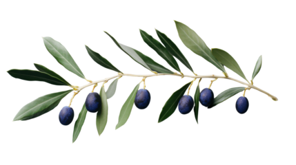 Olive branch with ripe black olives on transparent background