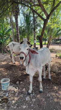 Two white cows stand under palm trees in a rural setting. The foreground cow gazes at the camera, while the leaner, tethered one stands behind.