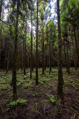 Obraz premium Black Forest - Terceira, Portugal