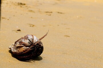 A rustic coconut shell sits alone on a golden sandy beach, with gentle waves lapping nearby, showcasing the beauty of nature and serene coastal moments