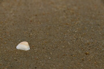 A delicate seashell rests alone on a sandy beach, with fine grains glistening under soft sunlight during a peaceful morning. The calm ambiance invites reflection and relaxation