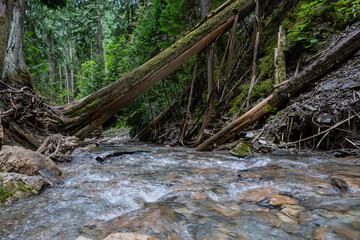 Margaret Falls loop trail with mountain stream near Shuswap lake British Columbia with scenic hiking trail
